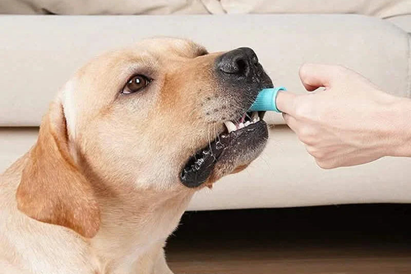 5-Pieces: Super Soft Pet Finger Toothbrush Teeth Cleaning Silicone Tooth Brush